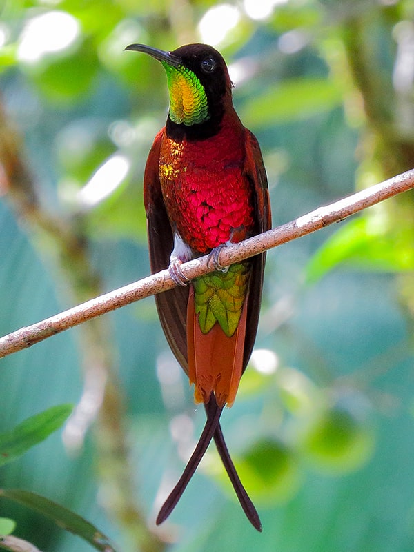 DIE SCHÖNSTEN VÖGEL DES PERUANISCEHN AMAZONAS