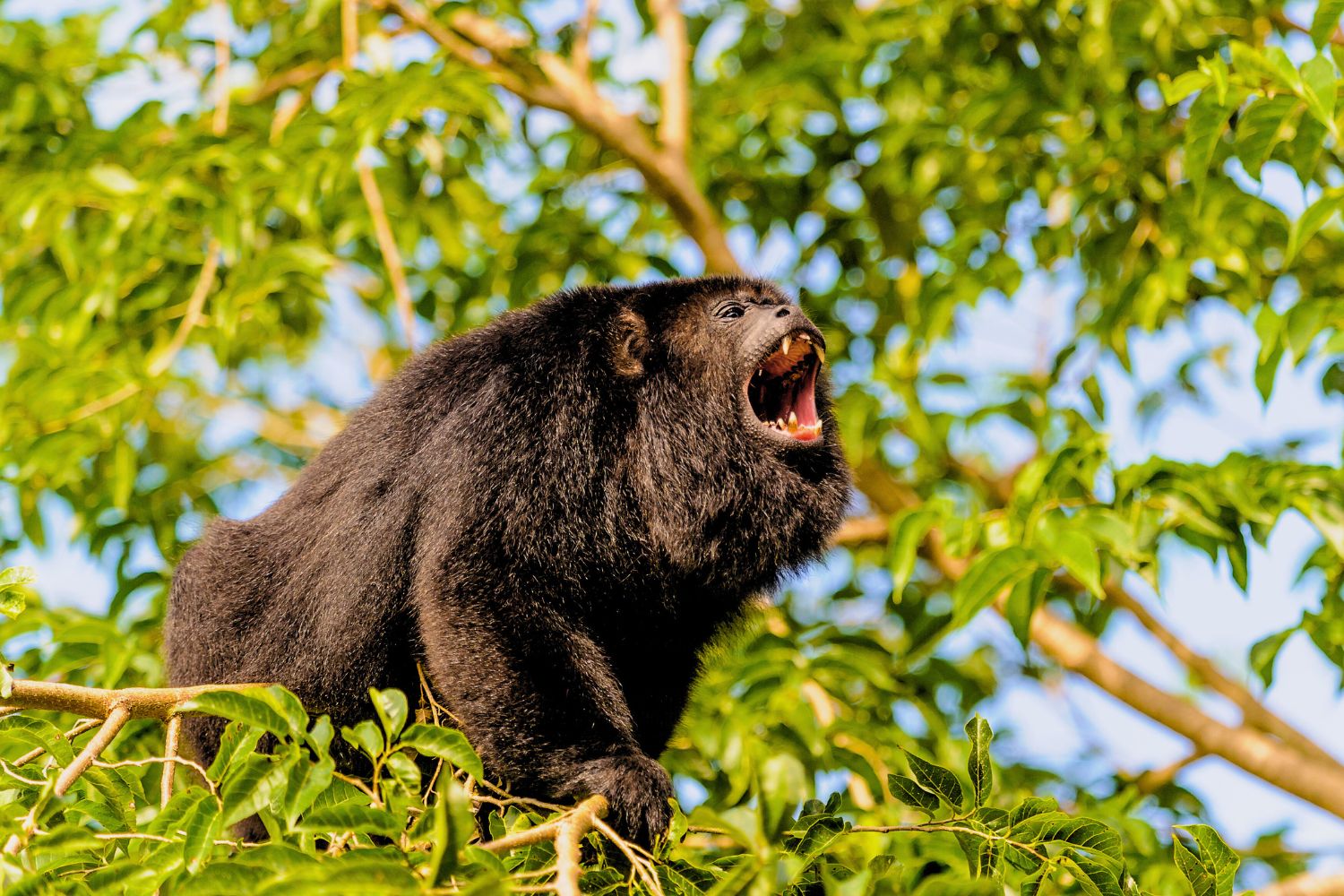 1. Howler Monkey