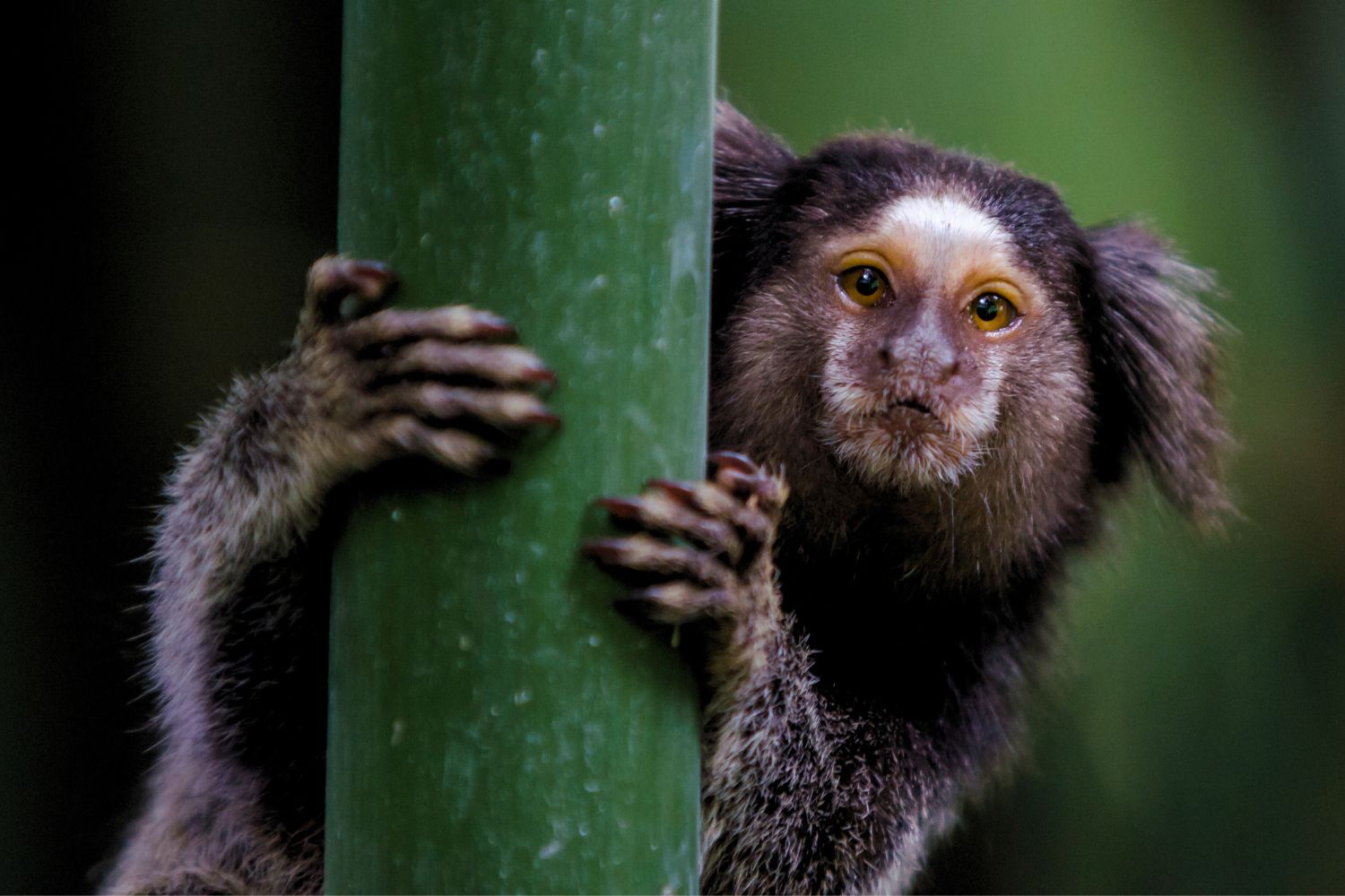 6. Marmoset Monkey