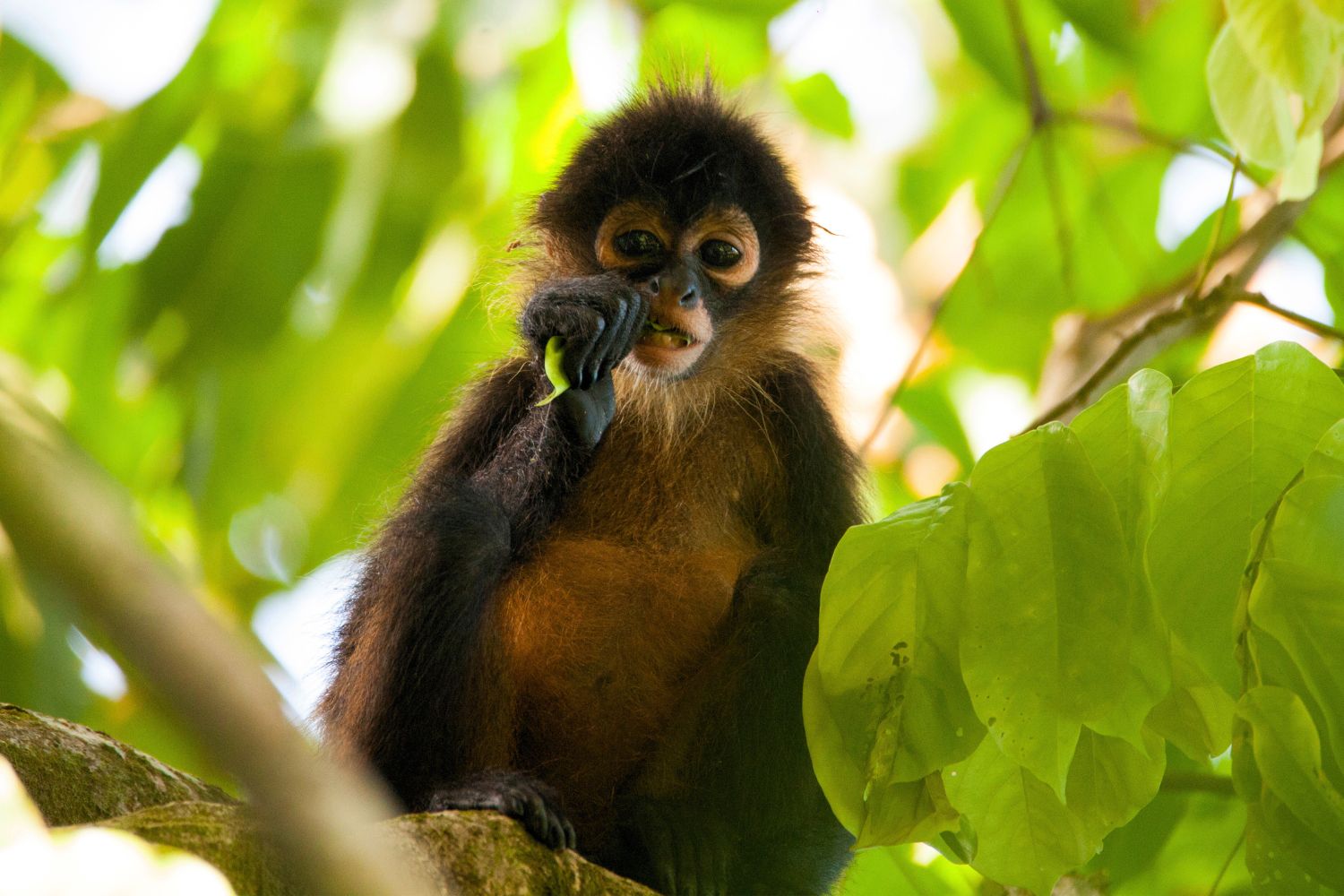 2. Spider Monkey