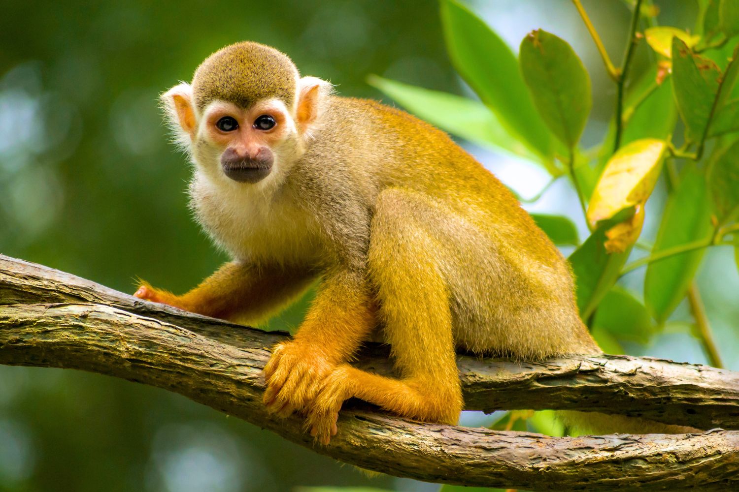 3. Squirrel Monkey
