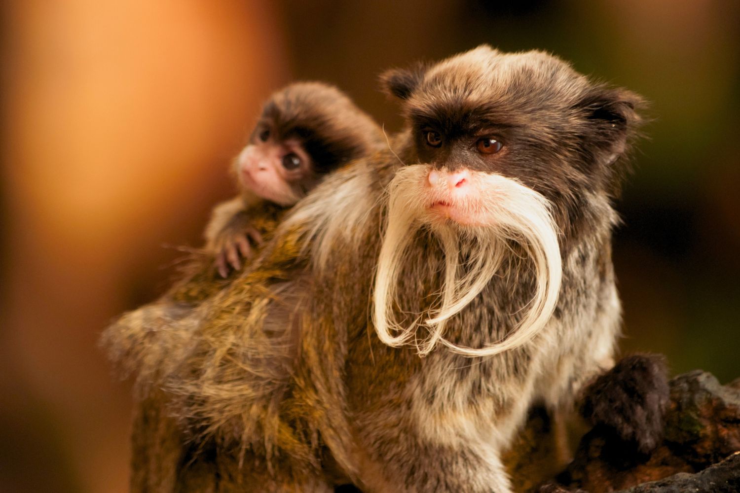 5. Tamarin Monkey
