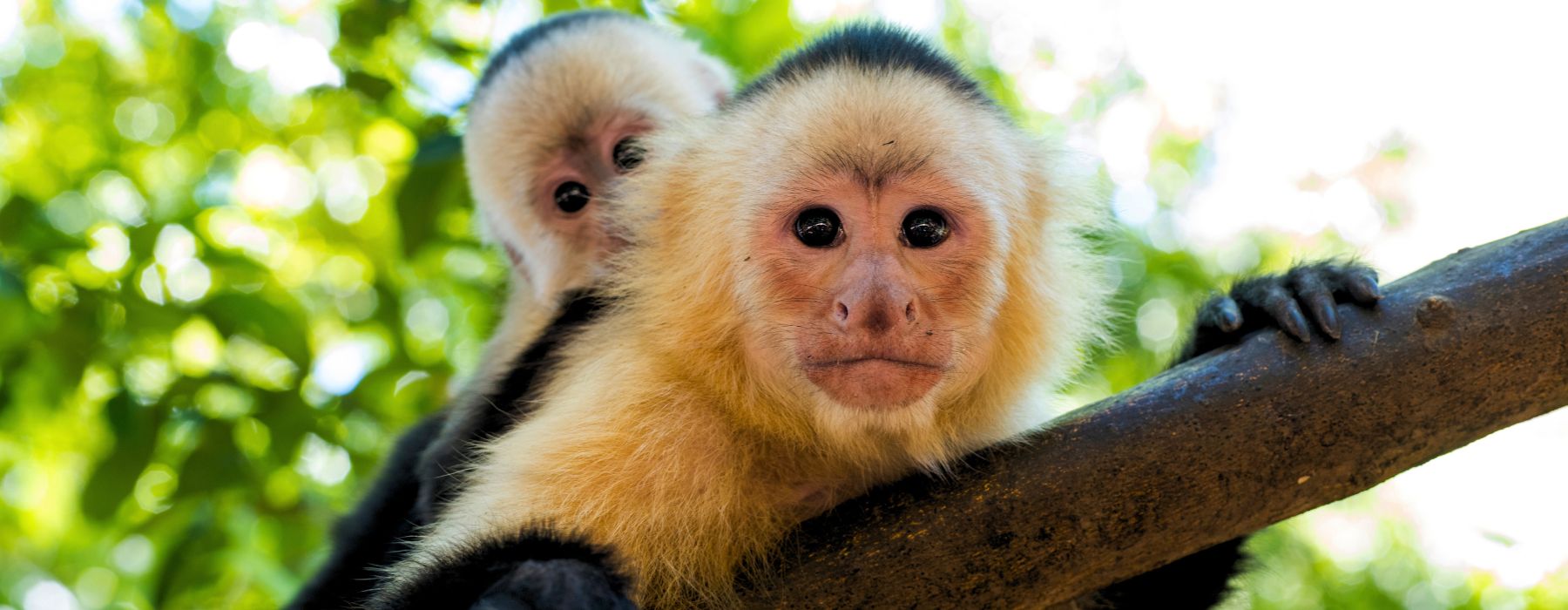 THE 6 MOST BEAUTIFUL AMAZON RAINFOREST MONKEYS