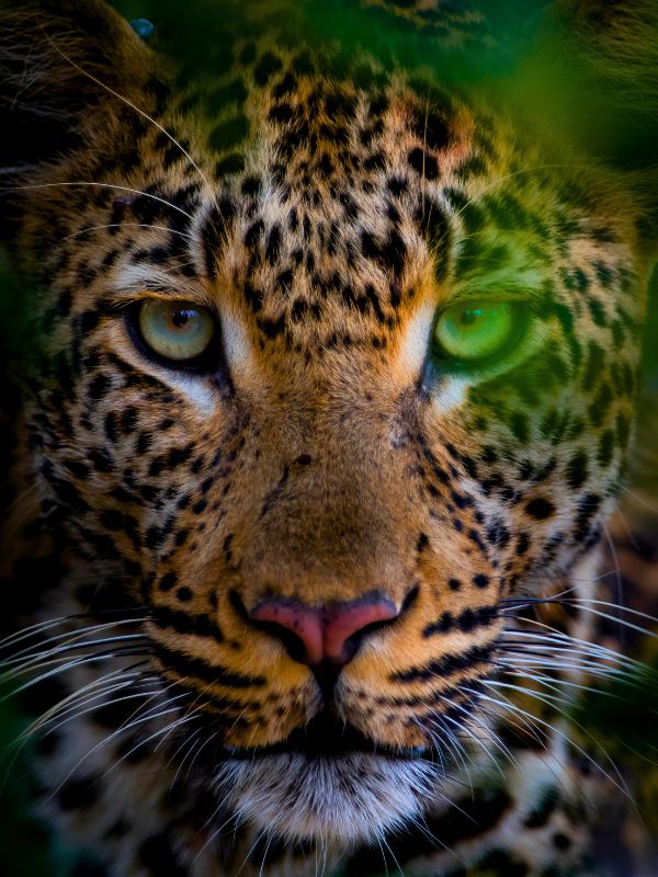 10 INTERESTING FACTS ABOUT JAGUARS