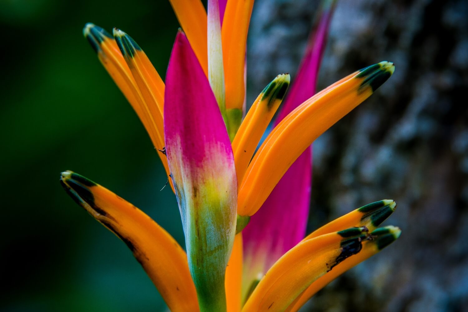 Descubre la exótica flora de la Amazonía Peruana