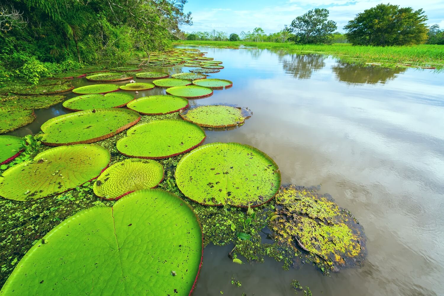 El Amazonas te ayuda a desconectarte del Mundo