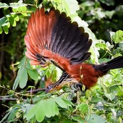 recommendations of Manu Jungle Trip 3 Days