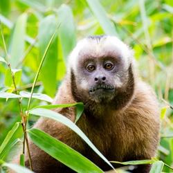 recommendations of Tour Manu Jungle 3 Days
