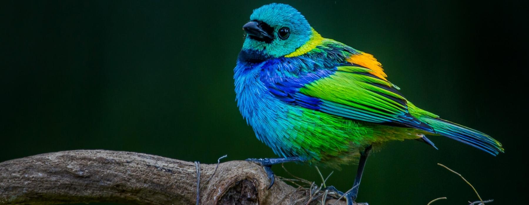 DÉCOUVREZ LES OISEAUX DE LA FORÊT AMAZONIENNE MANU