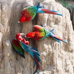 recommendations of Manu National Park Tour 4 Dagen