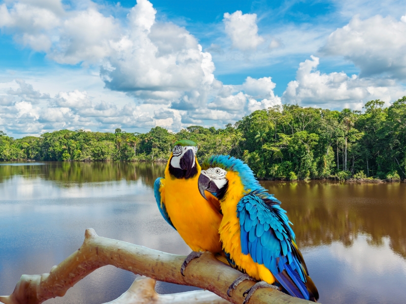 TAMBOPATA REGENWALD & ARA LEHMLECKE 4 TAGE