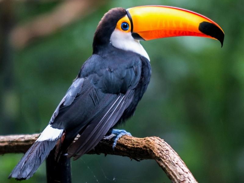 LUXUS TAMBOPATA REGENWALD 3 TAGE