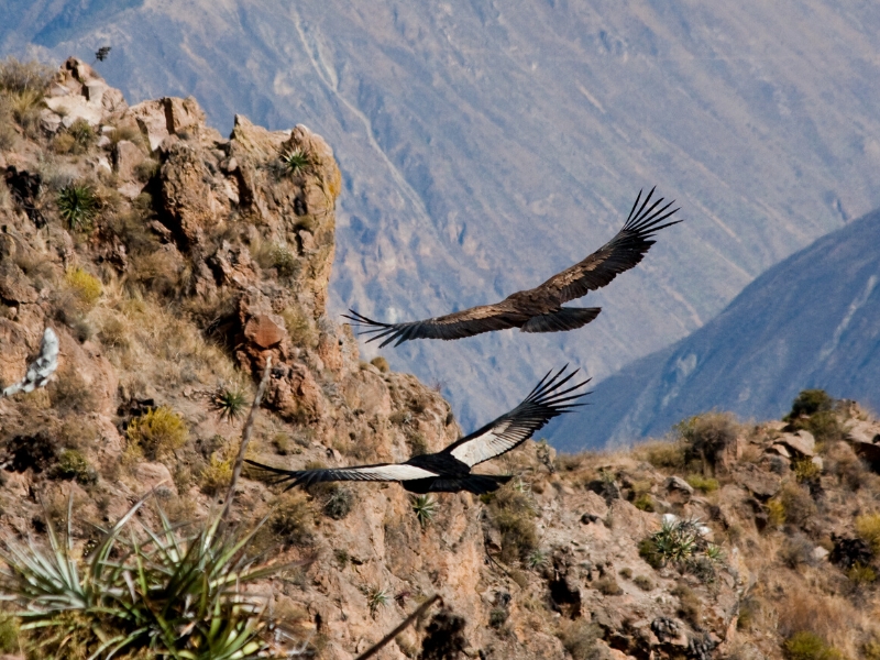 TOUR ZUM COLCA SCHLUCHT 1 TAG