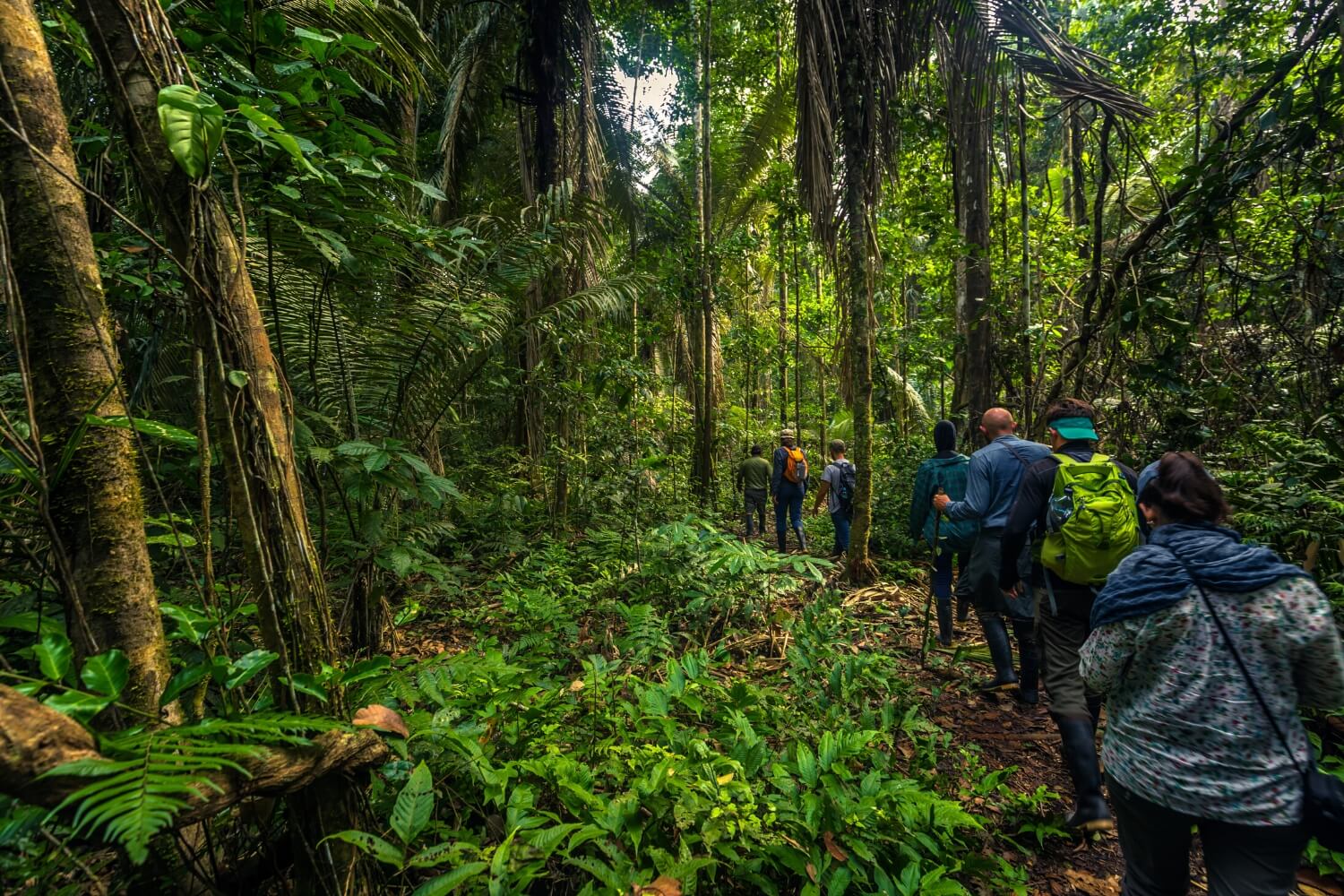 Caminatas dentro de la Selva Amazónica